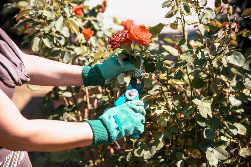 Butterfly Bush Pruning in Ventura County, CA