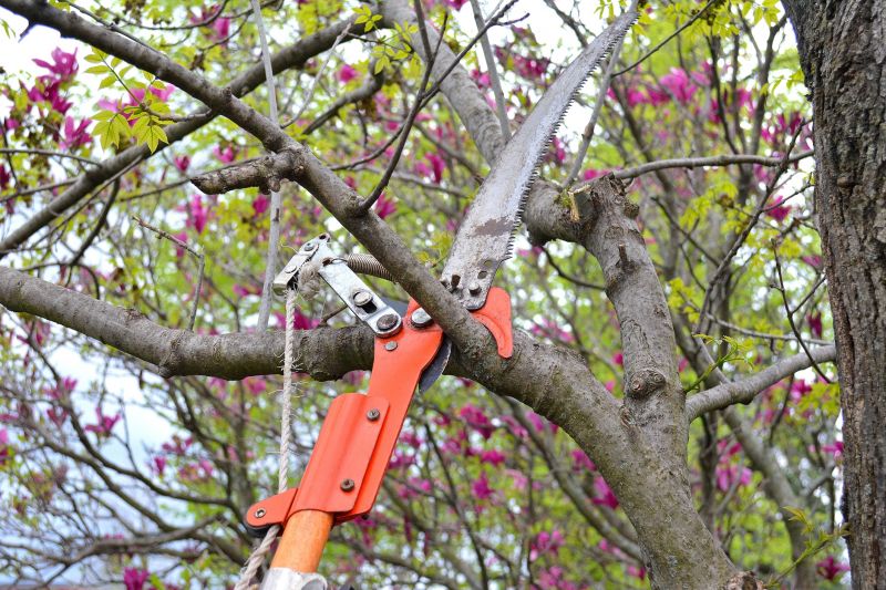 Canopy Pruning in Reno, NV