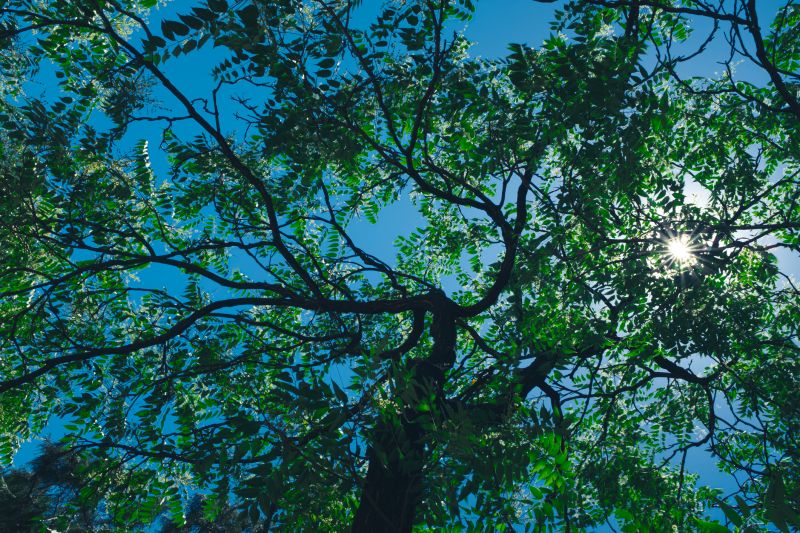 Canopy Pruning in Reno, NV