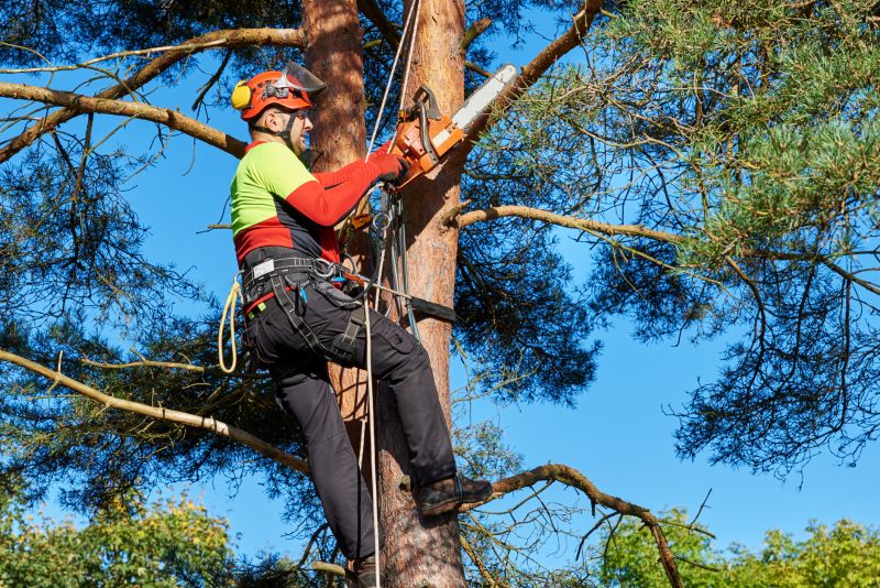Canopy Pruning in Doylestown, PA