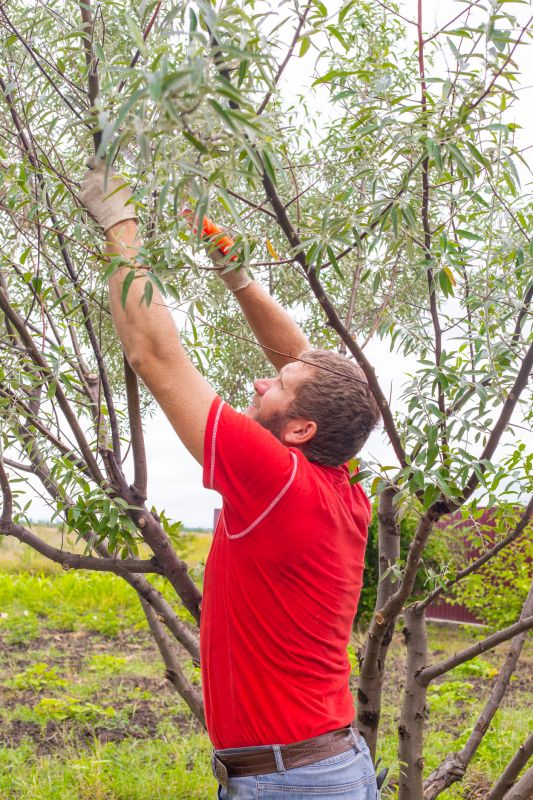 Cedar Tree Pruning in Allentown, PA