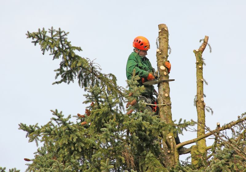 Cedar Tree Trimming in Pottstown, PA