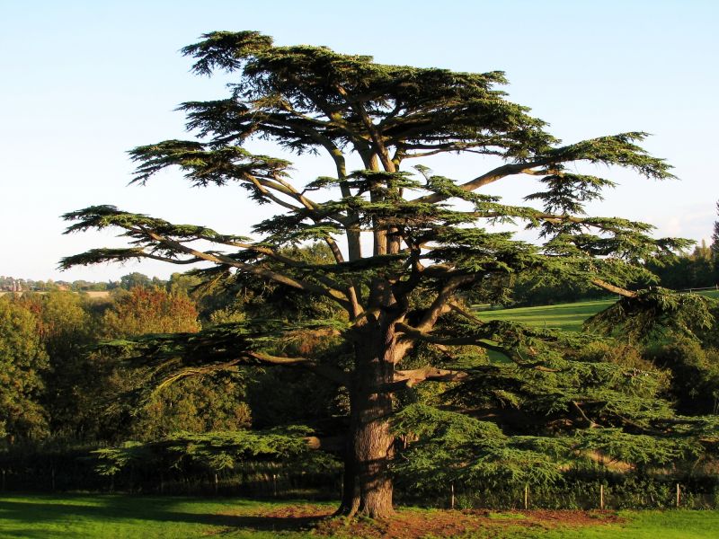 Cedar Tree Trimming in Doylestown, PA