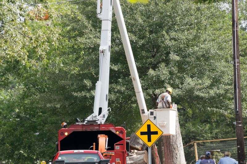Commercial Tree Removal in Doylestown, PA