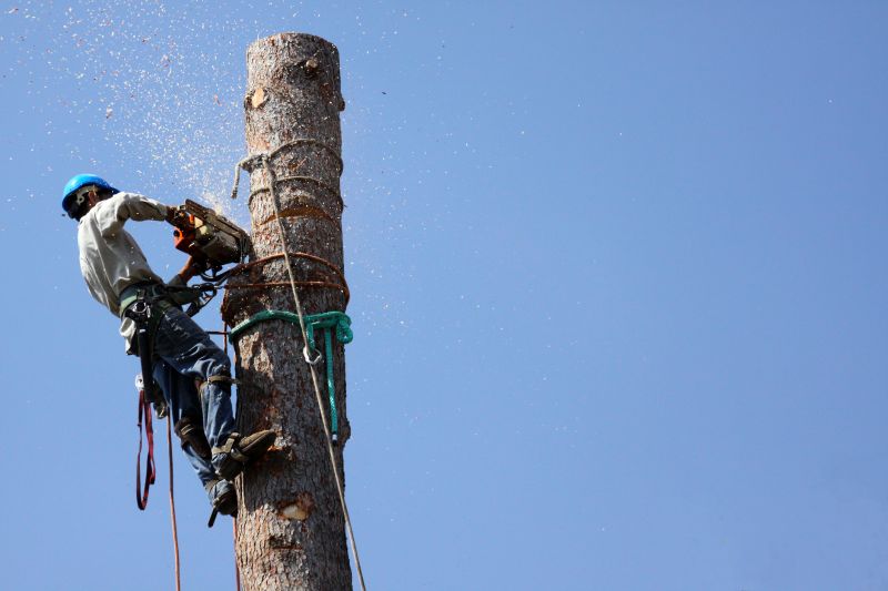 Commercial Tree Trimming in Pottstown, PA