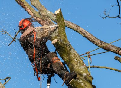 Commercial Tree Trimming in Denver County, CO