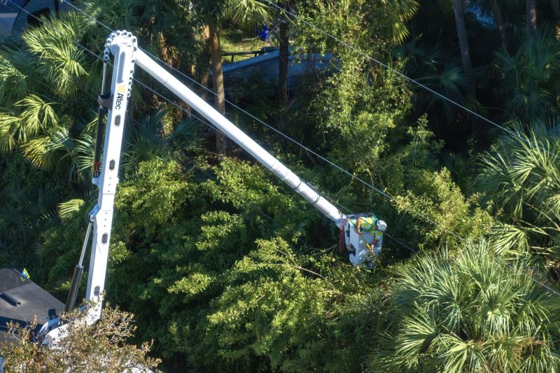 Commercial Tree Trimming in Denver County, CO