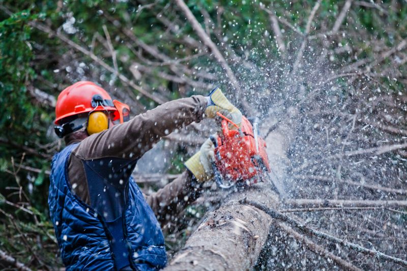 Commercial Tree Trimming in San Jose, CA