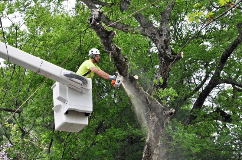 Commercial Tree Trimming in Doylestown, PA