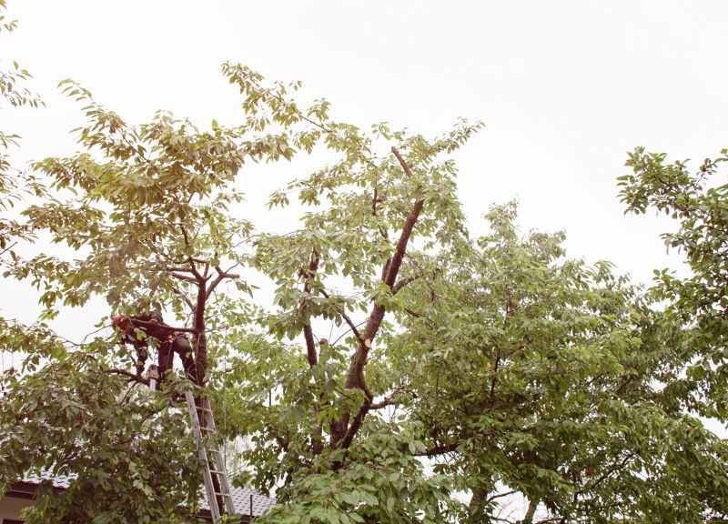 Commercial Tree Trimming in Littleton, CO