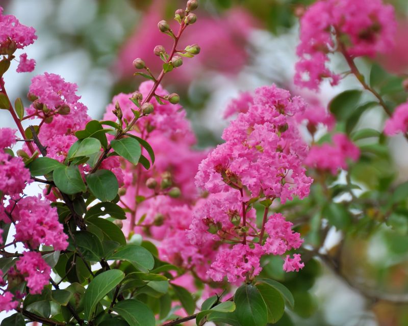 Crape Myrtle Pruning in Rockwall, TX