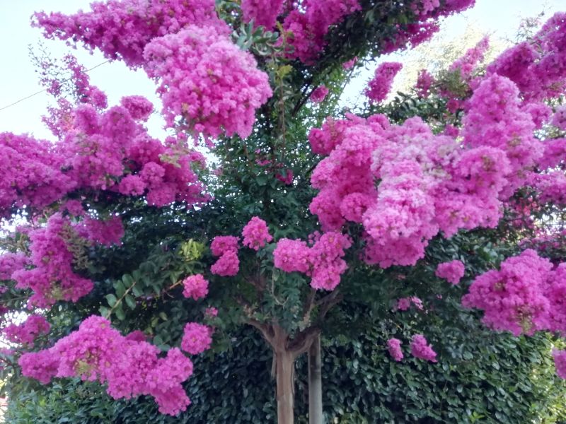 Crape Myrtle Pruning in Ventura County, CA
