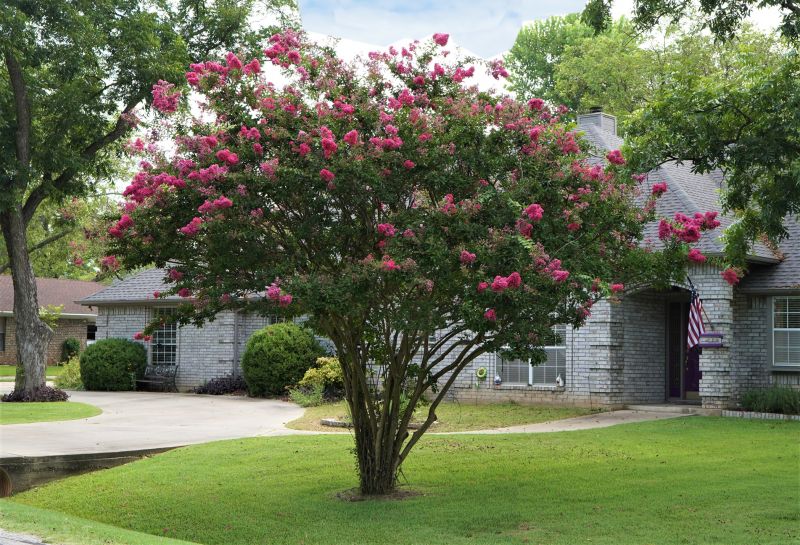 Crape Myrtle Pruning in Ventura County, CA