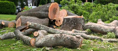 Cypress Tree Removal in San Jose, CA