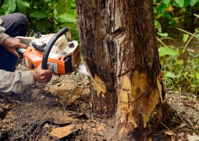 Cypress Tree Removal in San Jose, CA