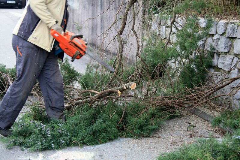 Cypress Tree Removal in Allentown, PA