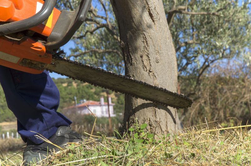 Cypress Tree Removal in Allentown, PA