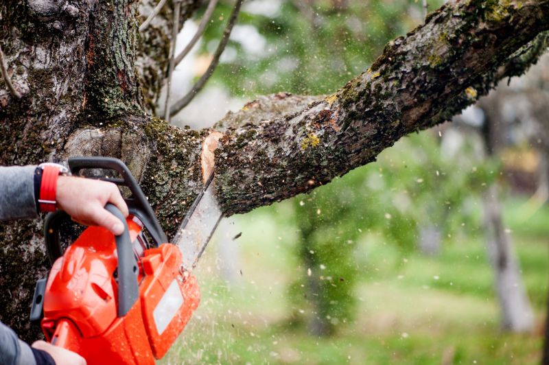 Cypress Tree Removal in Allentown, PA