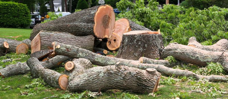 Cypress Tree Removal in Reno, NV