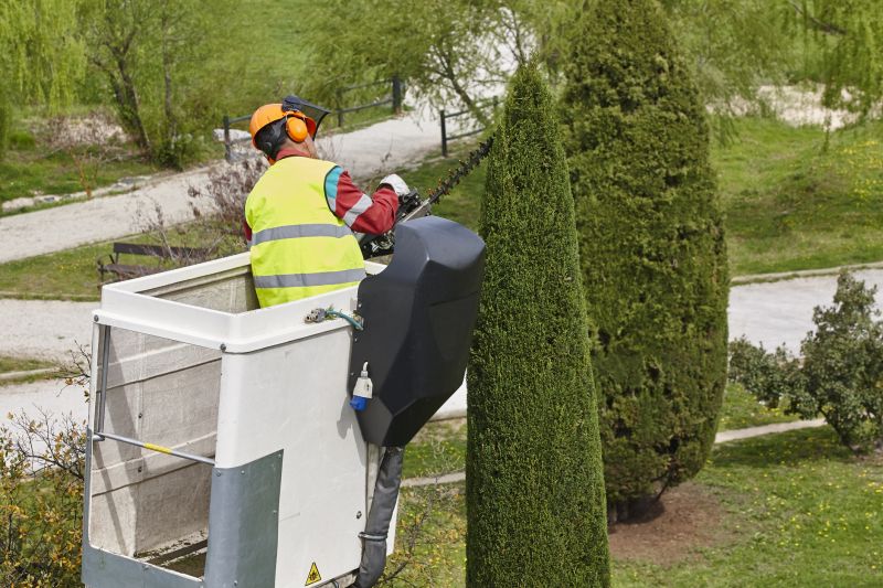 Cypress Tree Trimming in Reno, NV