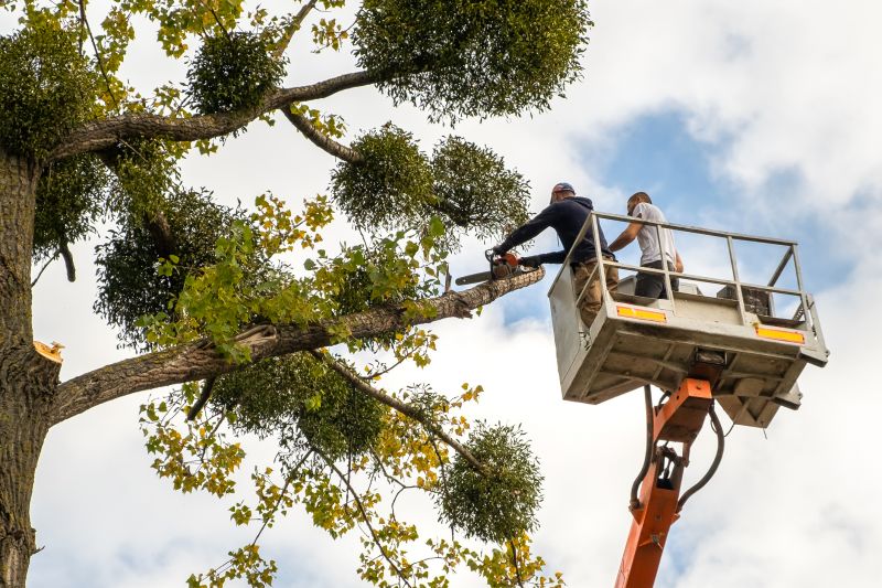 Cypress Tree Trimming in Reno, NV