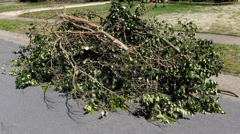 Dead Branch Removal in Pottstown, PA