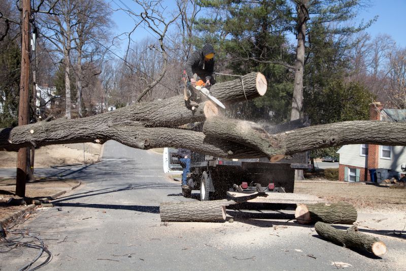 Dead Tree Removal in Reno, NV