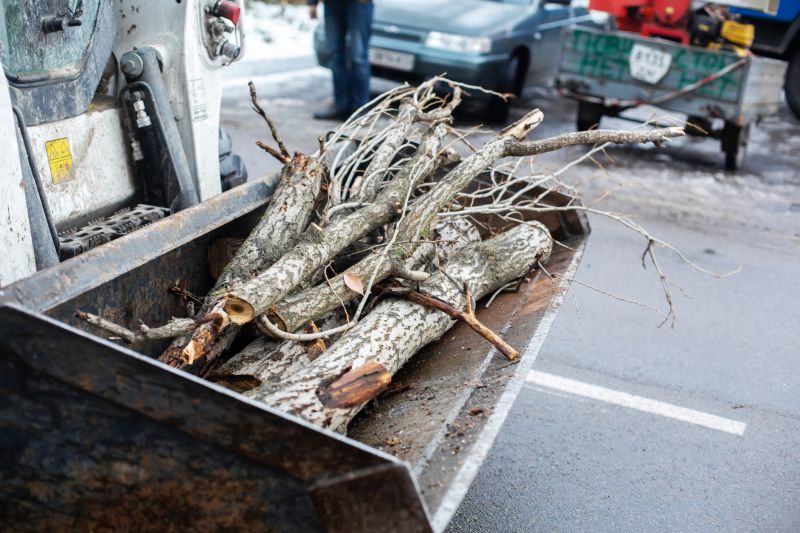 Deadwood Removal in Allentown, PA