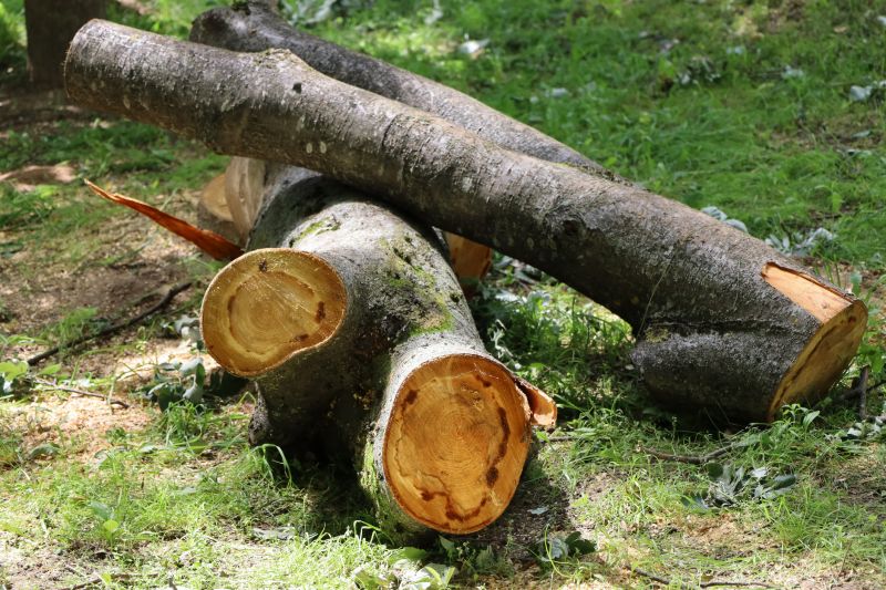 Deadwood Removal in Allentown, PA