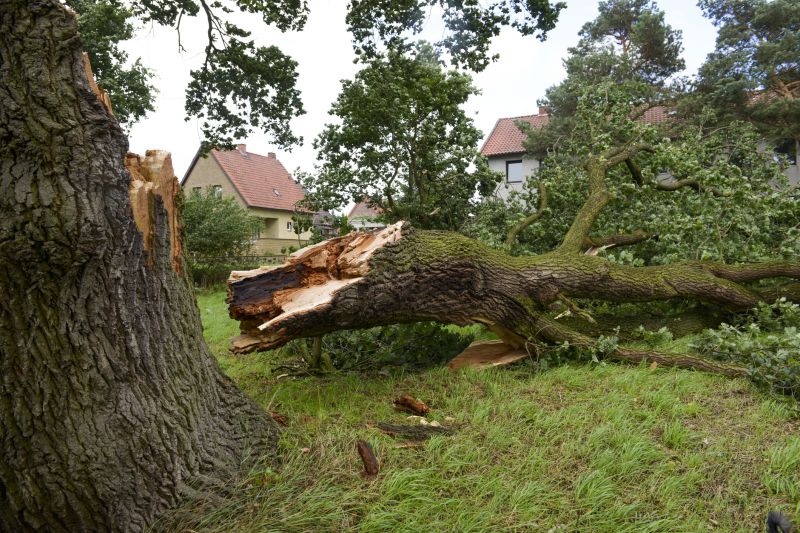 Elm Tree Removal in San Jose, CA