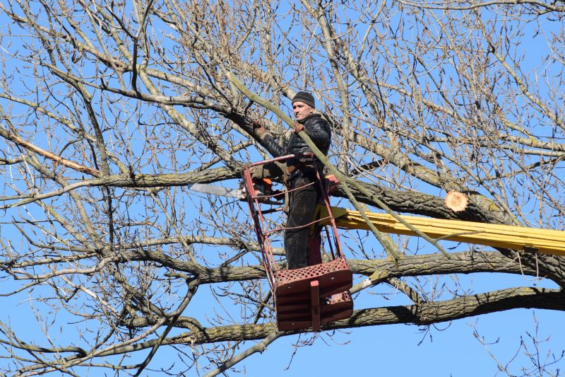 Emergency Tree Trimming in San Jose, CA