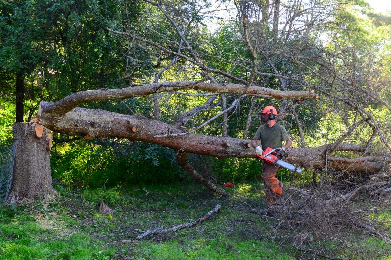 Fallen Tree Removal in Reno, NV