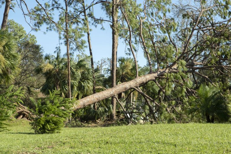 Fallen Tree Removal in Reno, NV