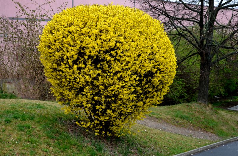 Forsythia Pruning in Aiken, SC