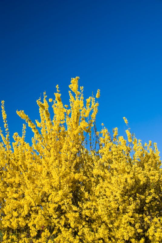 Forsythia Pruning in Rockwall, TX