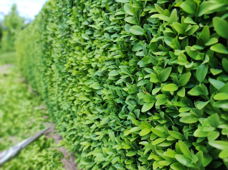 Hedge Pruning in Aiken, SC