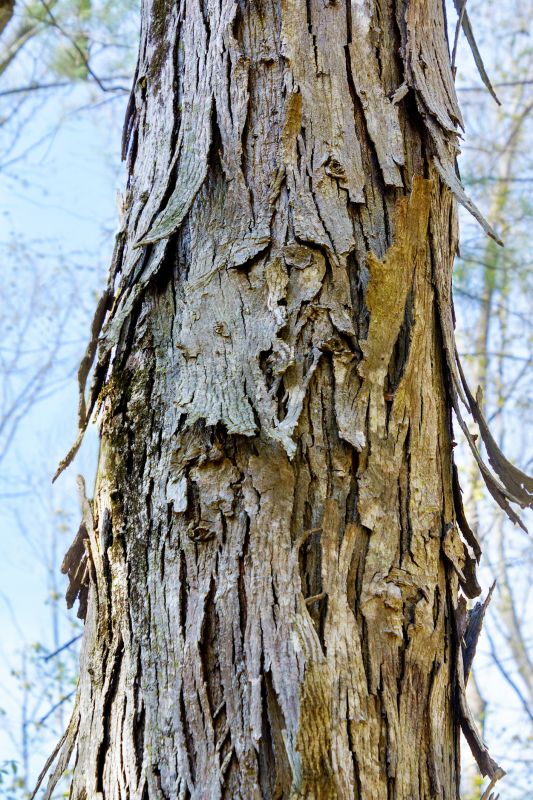 Hickory Tree Removal in Allentown, PA