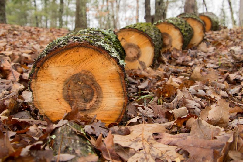 Hickory Tree Removal in Allentown, PA