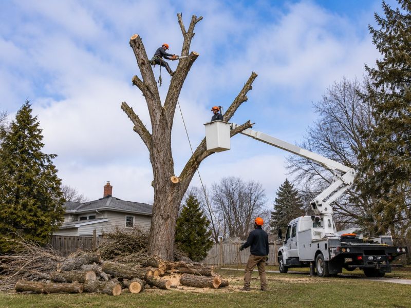 Hickory Tree Removal in Pottstown, PA