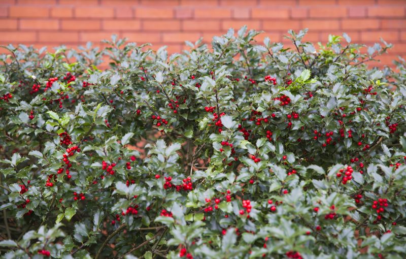 Holly Bushes Trimming in Ventura County, CA
