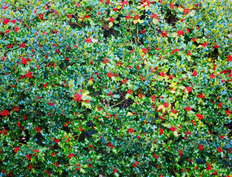 Holly Bushes Trimming in Rockwall, TX