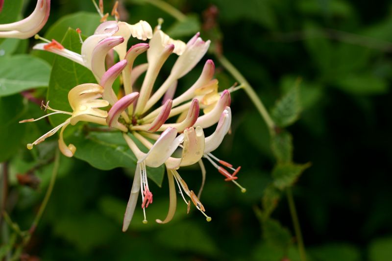 Honeysuckle Trimming in Aiken, SC
