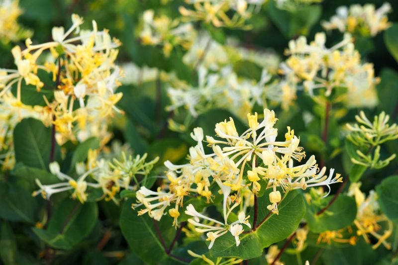 Honeysuckle Trimming in Rockwall, TX