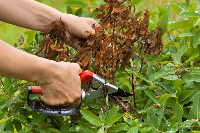 Honeysuckle Trimming in Rockwall, TX