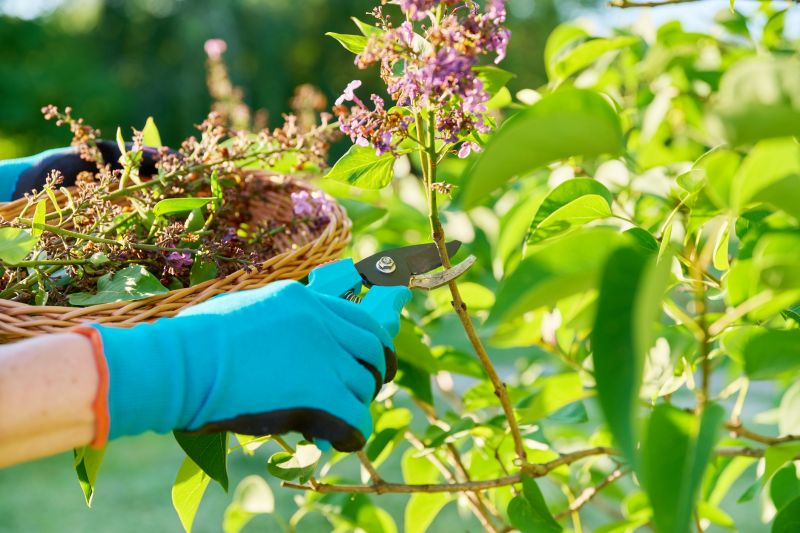 Hydrangea Pruning in Ventura County, CA
