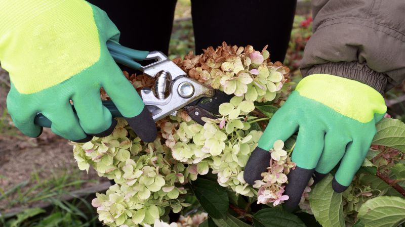 Hydrangea Pruning in Rockwall, TX
