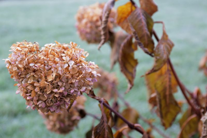 Hydrangea Pruning in Rockwall, TX