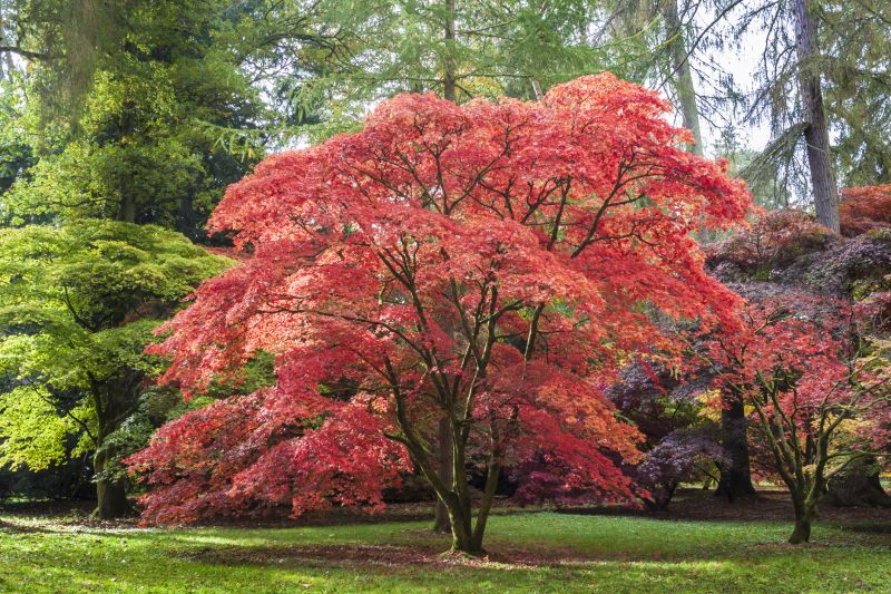 Japanese Maple Pruning in Doylestown, PA