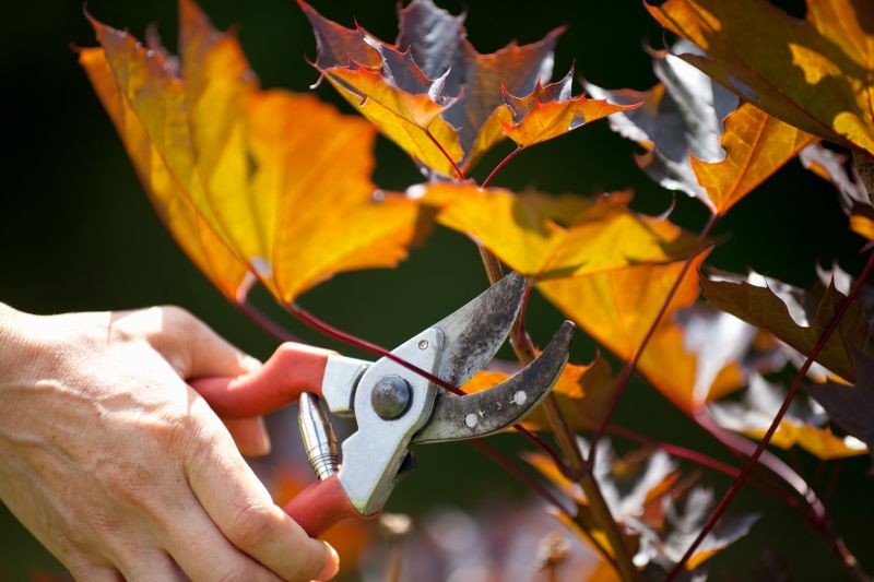 Japanese Maple Pruning in San Jose, CA