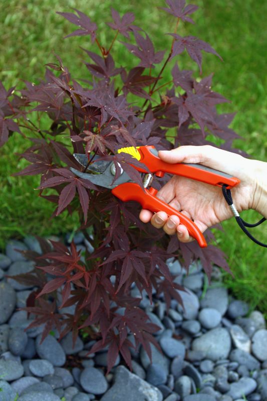 Japanese Maple Pruning in Allentown, PA